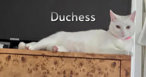 Duchess