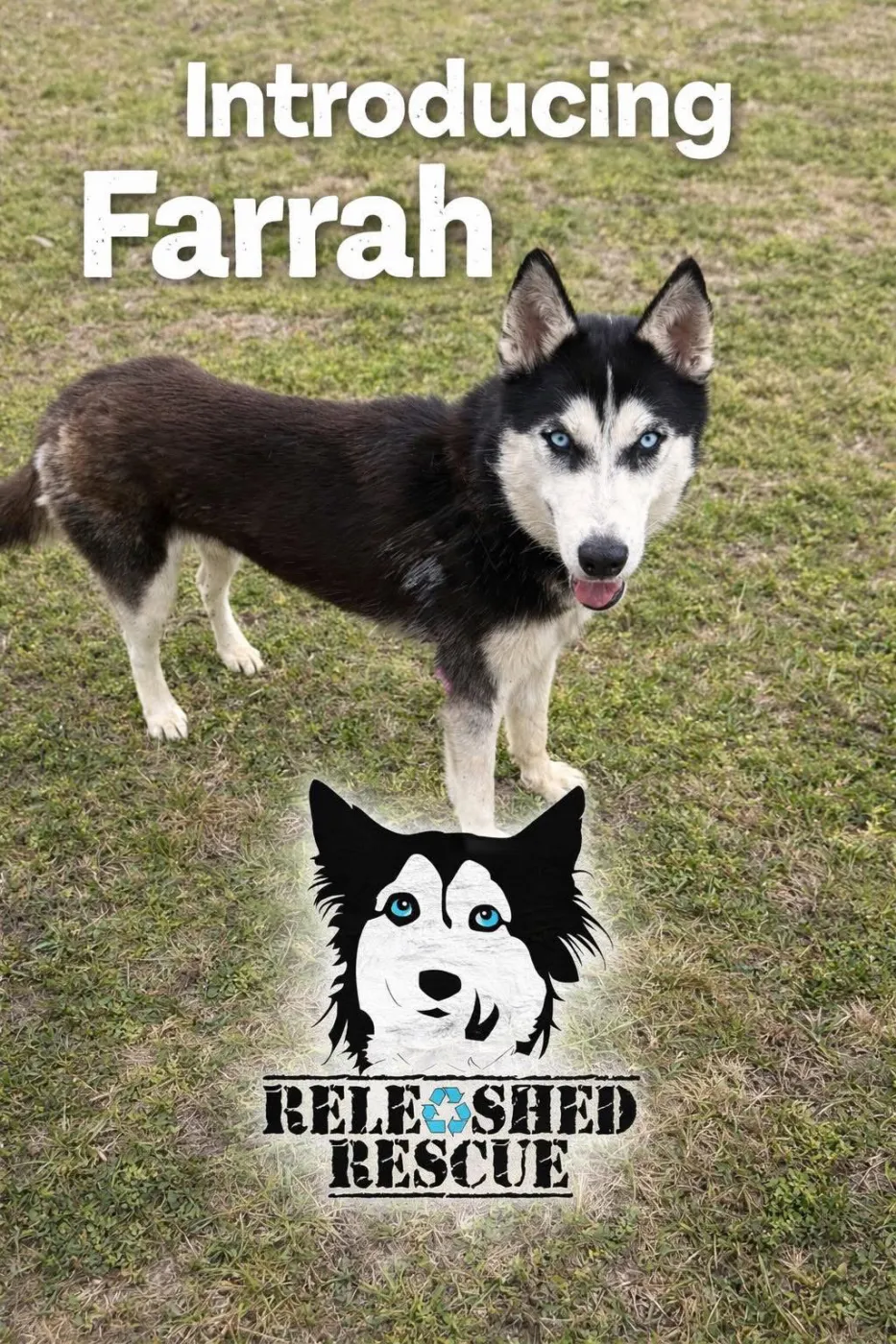 Farrah - Photo 1