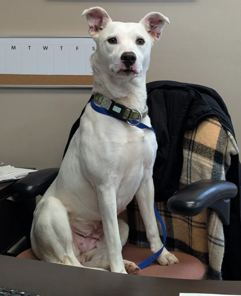 Snow White - Photo 1