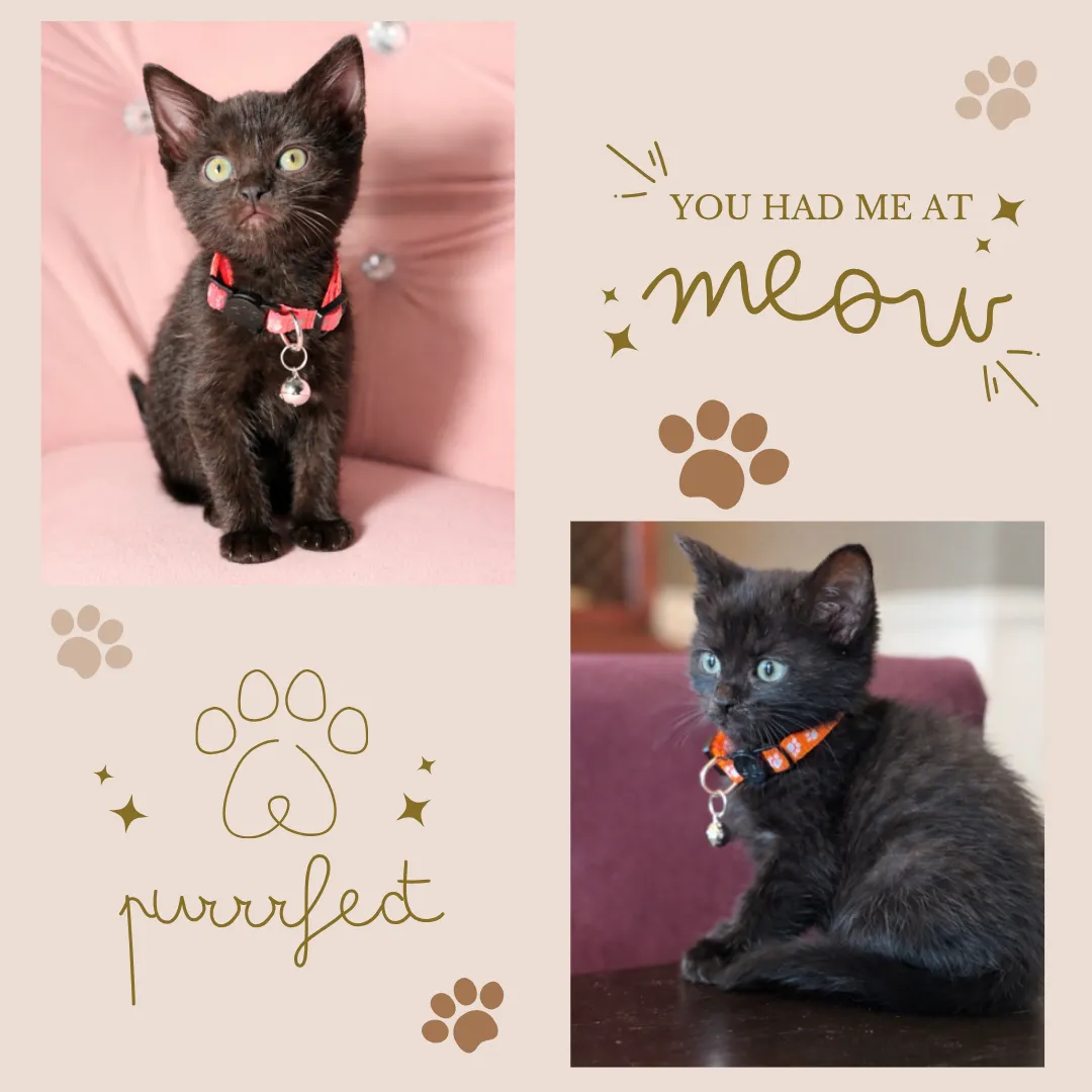 Mama Cleopatra - Photo 2