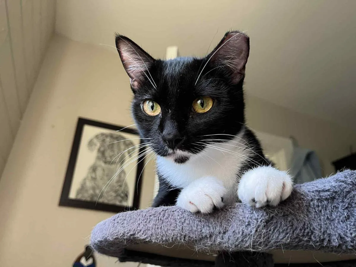 Becky Biscuits - Photo 1