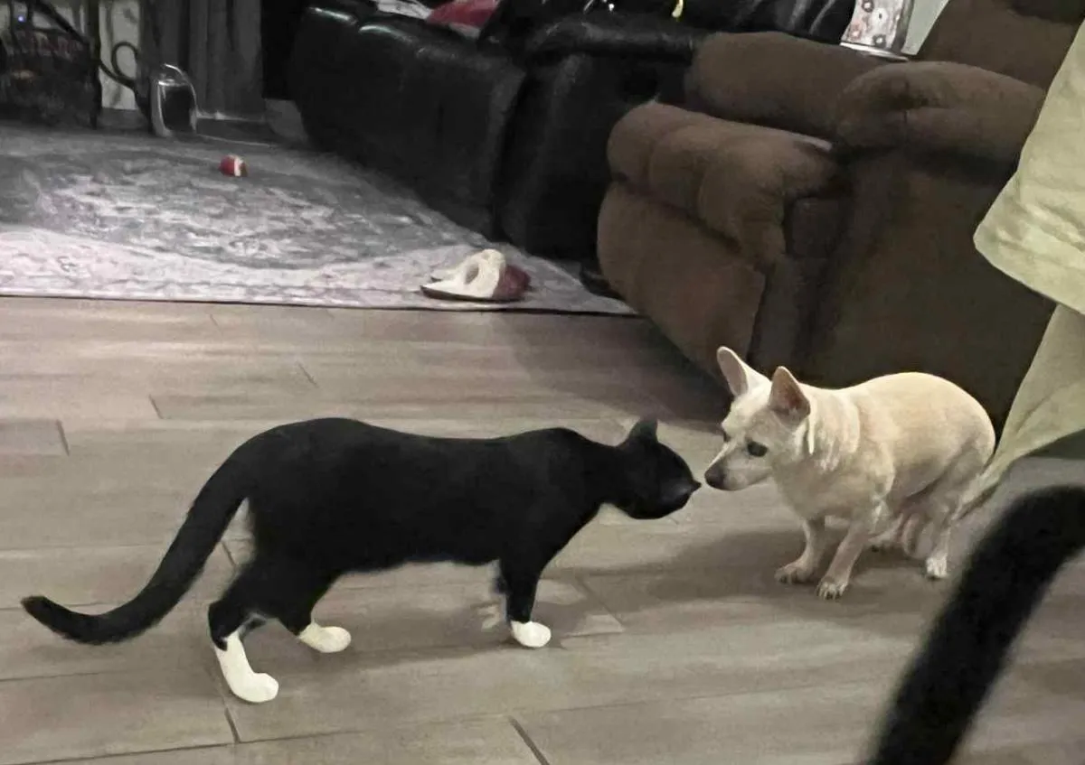 Becky Biscuits - Photo 2