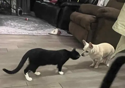 Becky Biscuits thumbnail 2