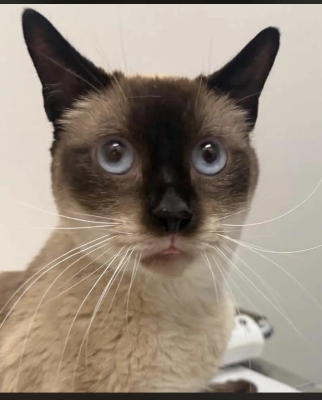 Sammy Lewhiskers - Photo 1