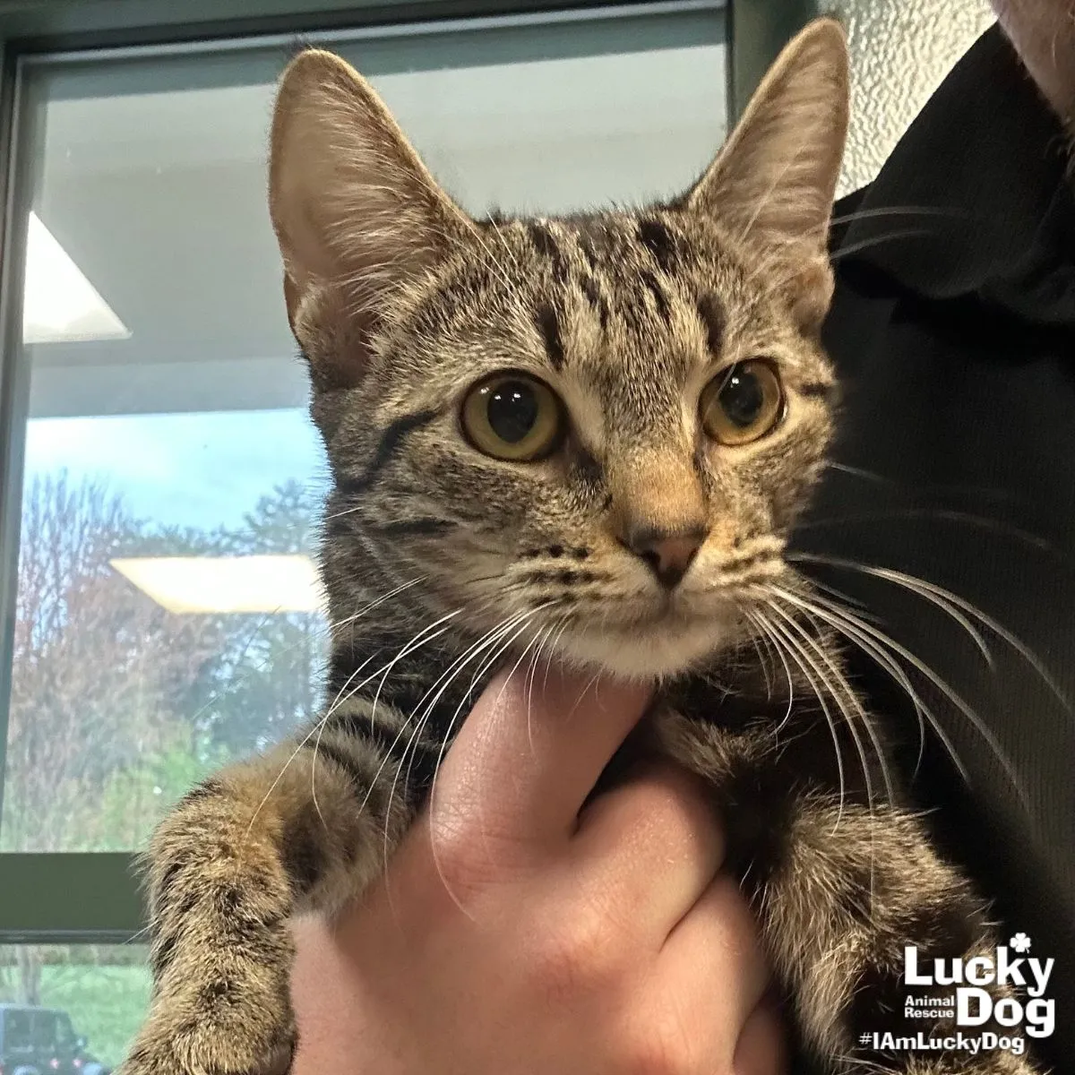 Star Belly Sneetch - Photo 1