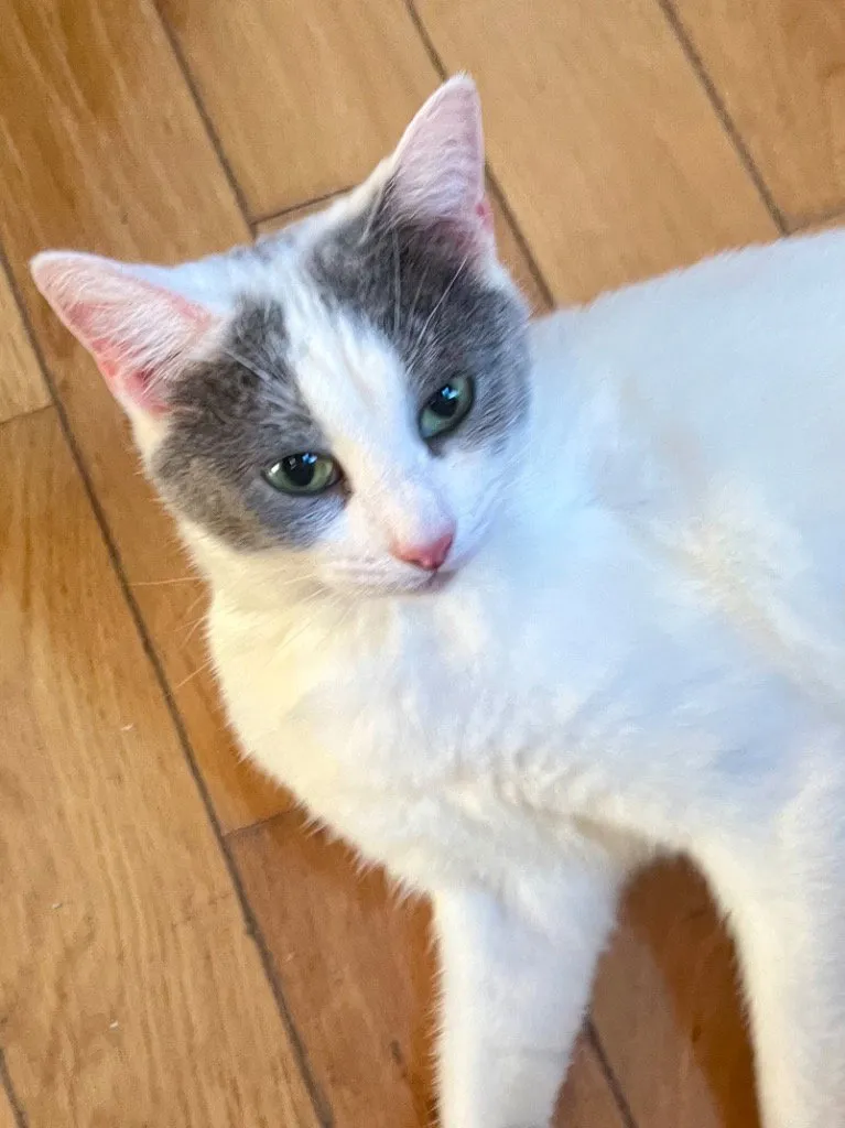 Mrs. Potts - Photo 1