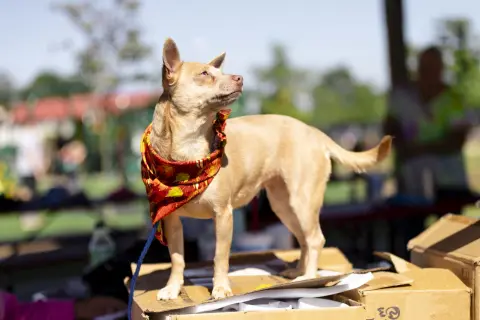 Penny Lee thumbnail 3