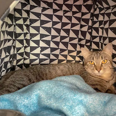 Savannah thumbnail 5