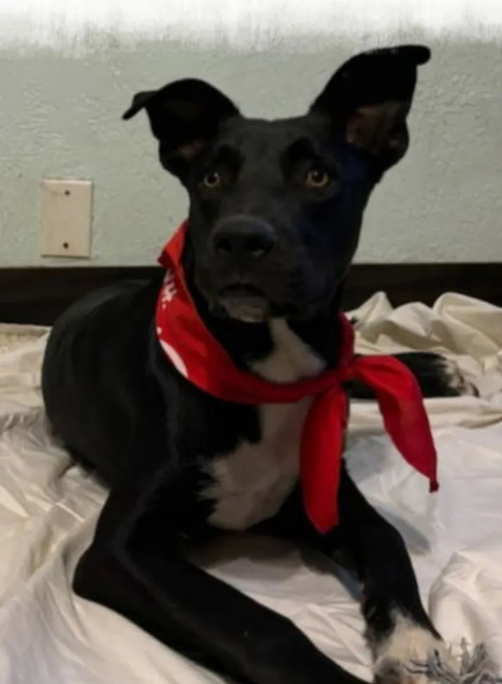 Rocky Road - Photo 1