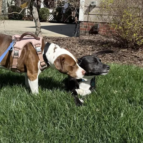 Pop Tart thumbnail 2