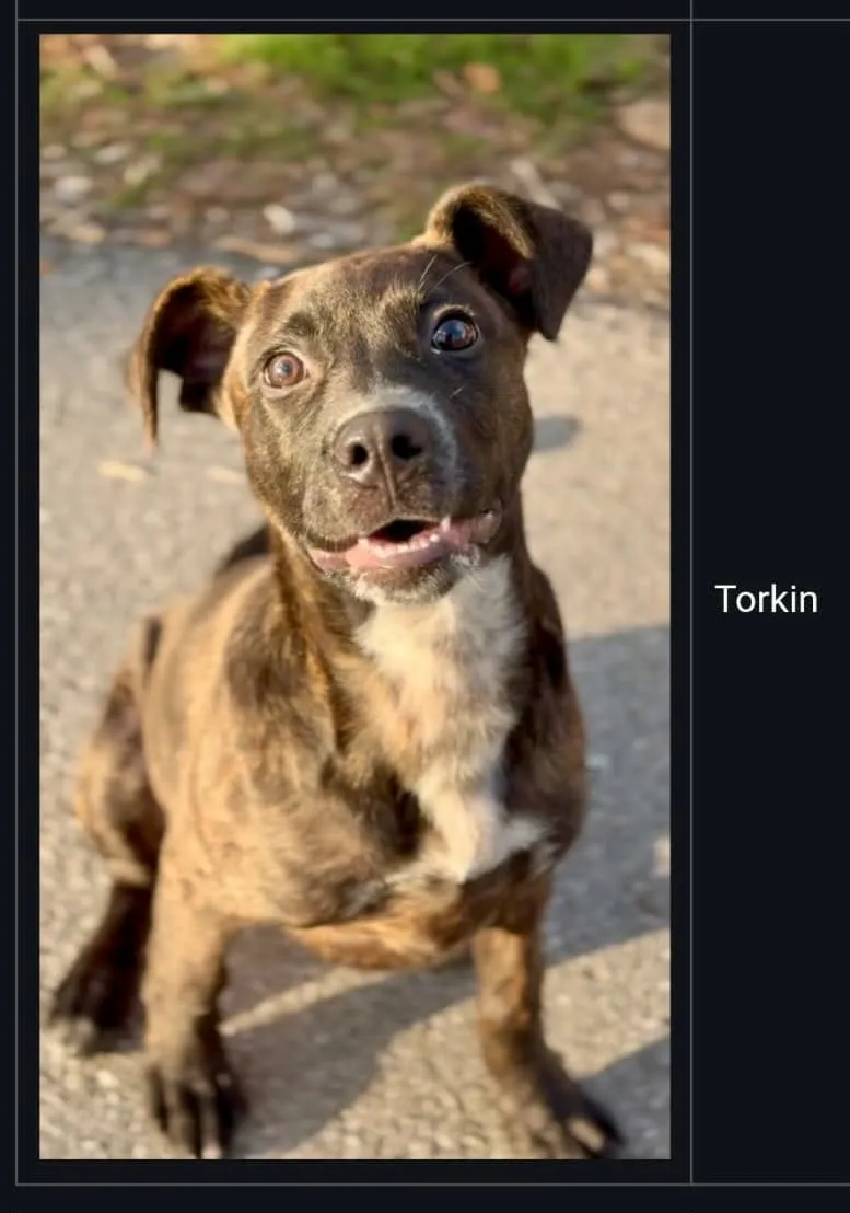 Torkin - Photo 1