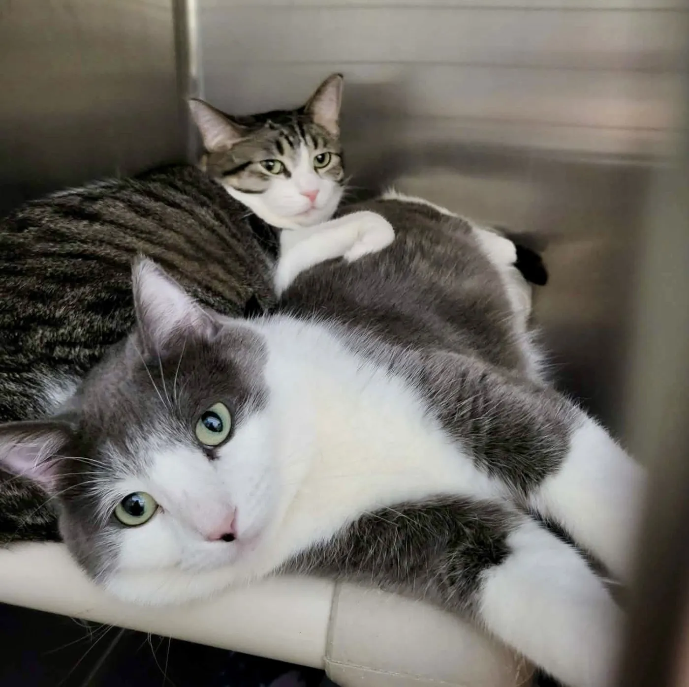 Furby & Emmett - Photo 2