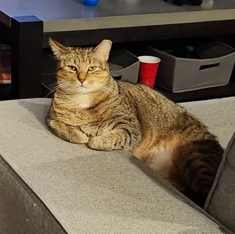 Misu Misu thumbnail 2