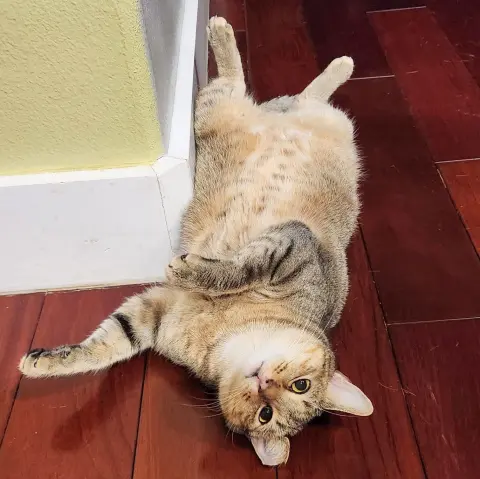 Misu Misu thumbnail 3