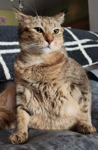 Misu Misu thumbnail 4