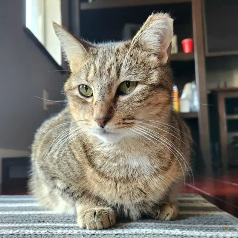 Misu Misu thumbnail 5