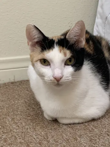 Maribelle thumbnail 2