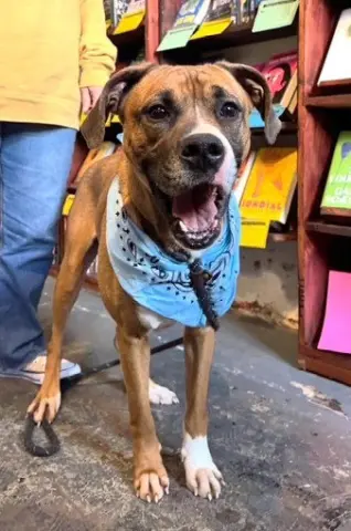 Dinosaur thumbnail 2