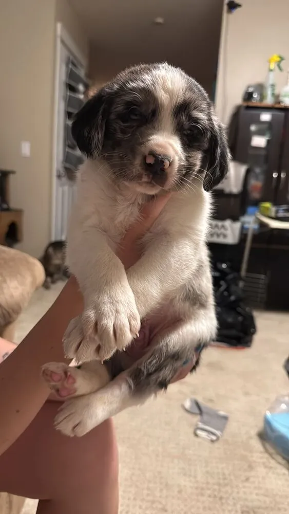 Dr. Hooves - Photo 1