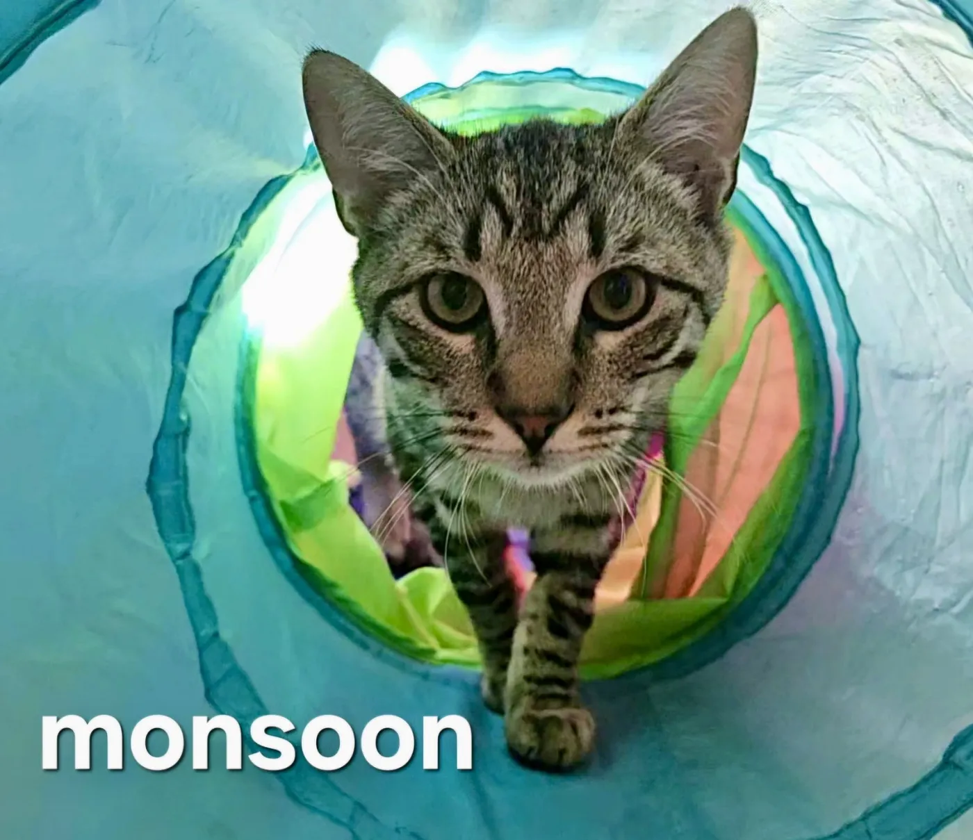 Monsoon - Photo 4