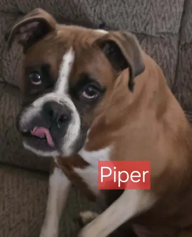 Piper thumbnail 2