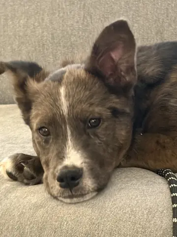 Maverick thumbnail 2