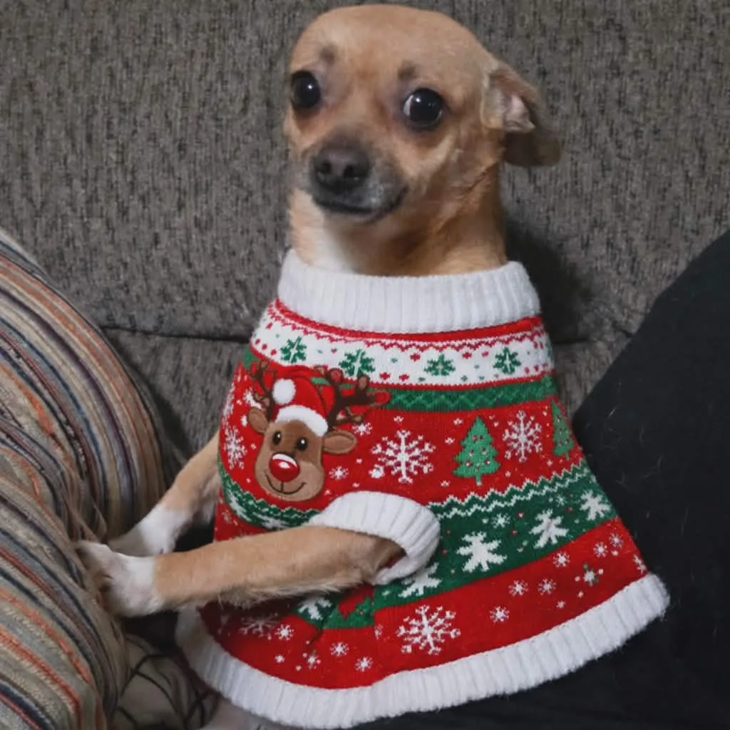 Clarabella - Photo 2