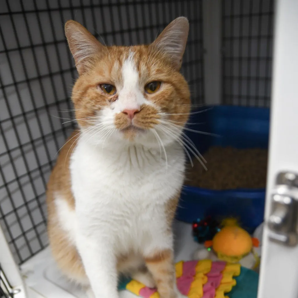 Jimmie Johnson - Photo 1