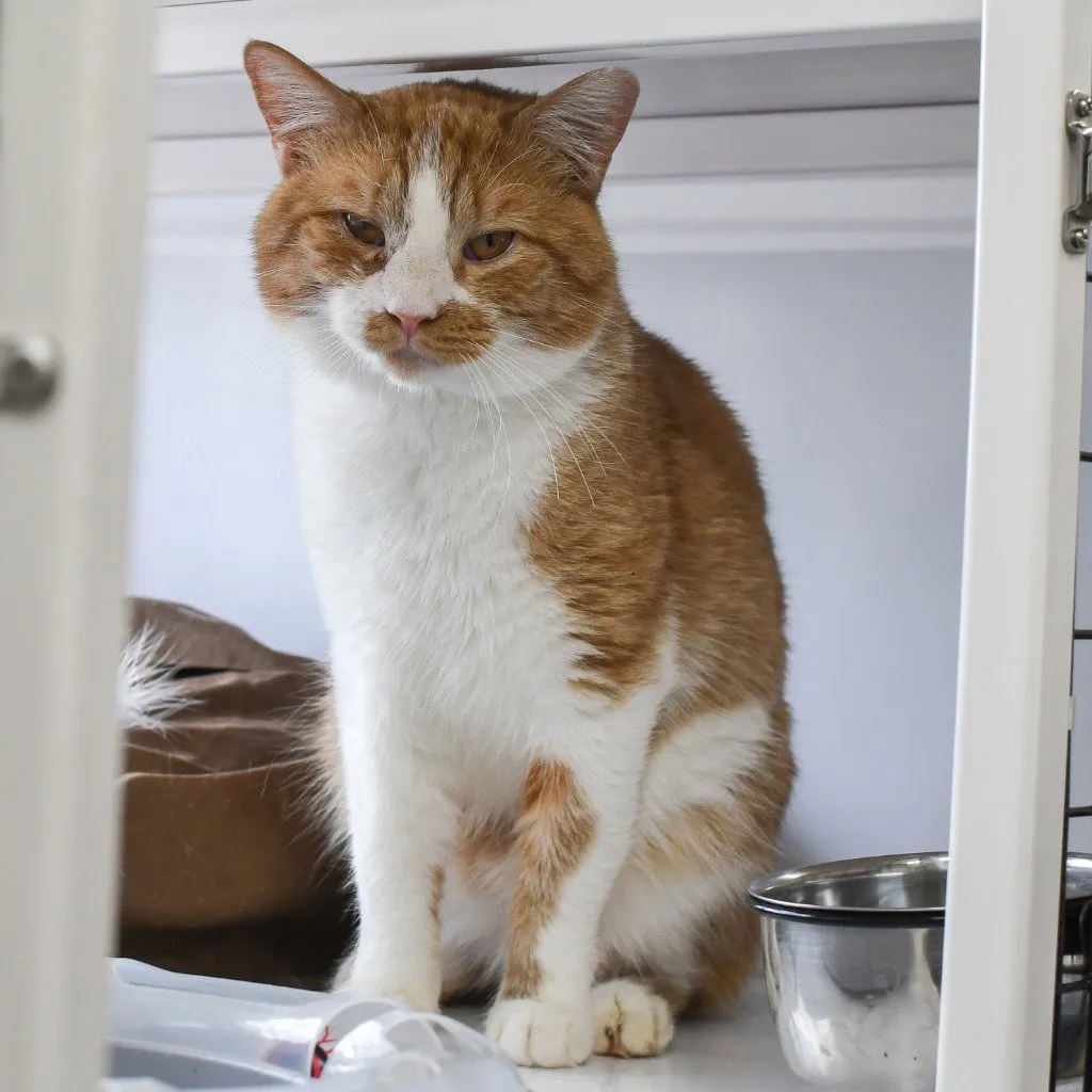 Jimmie Johnson - Photo 2