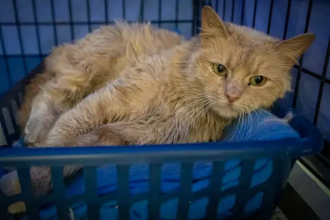 Buttercup thumbnail 2