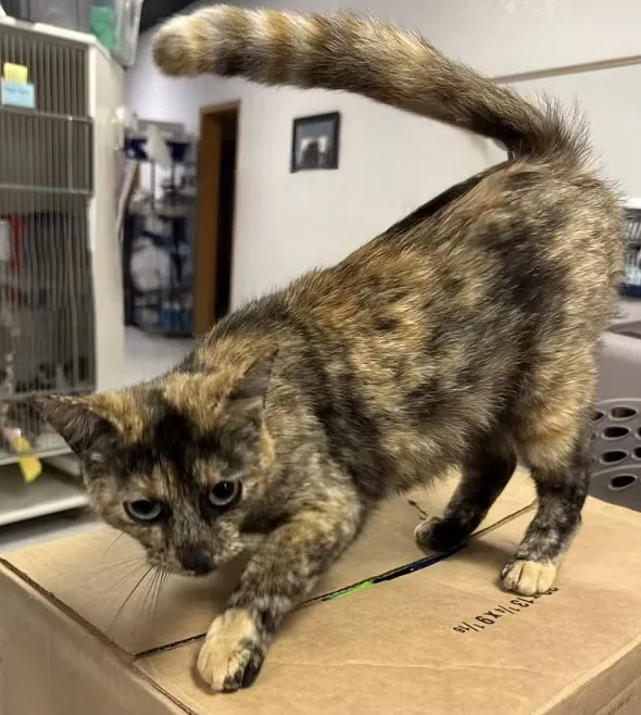 Tortellini - Photo 1