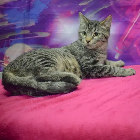 Tater Tot thumbnail 5