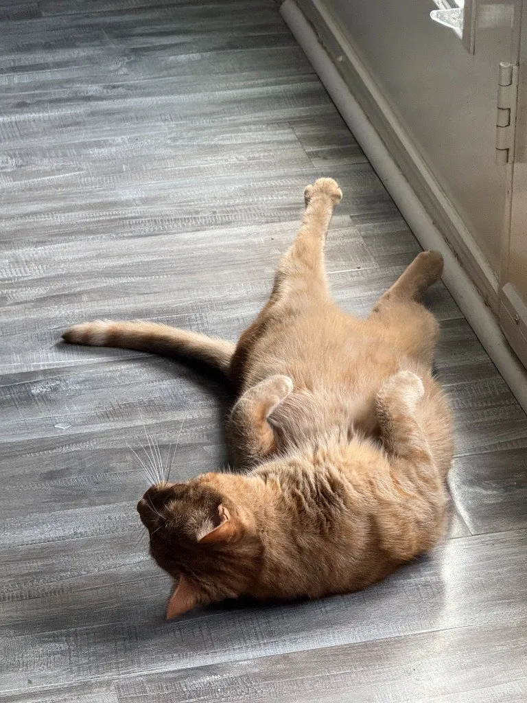 Nala & Squish - Photo 2