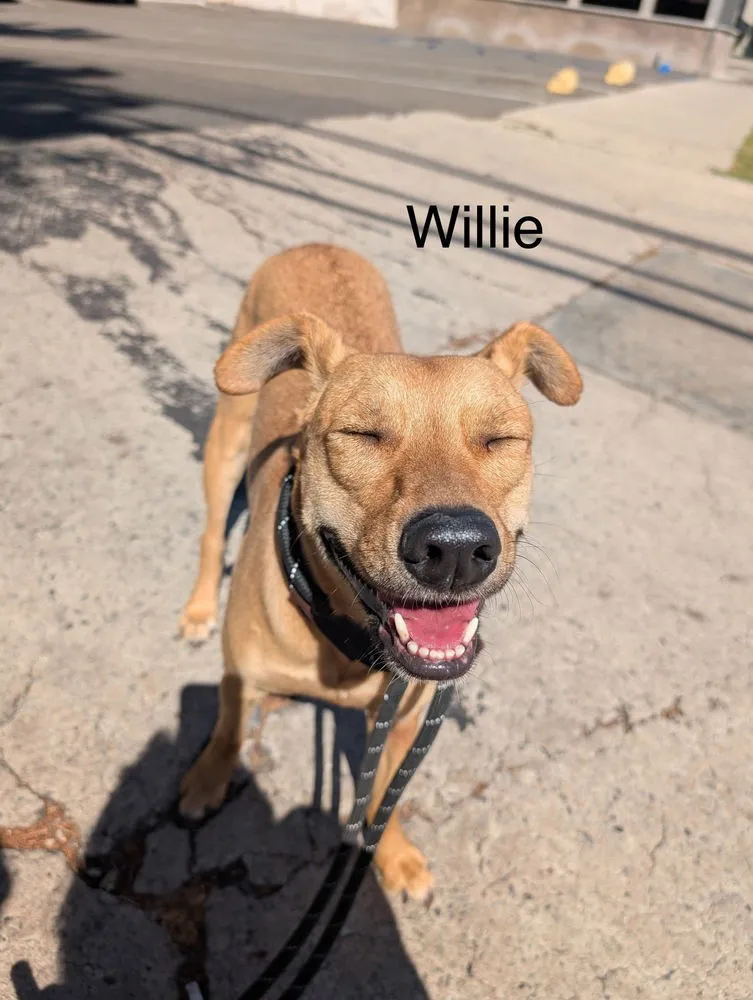 Willie - Photo 1