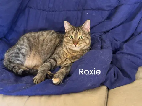 Roxie thumbnail 3