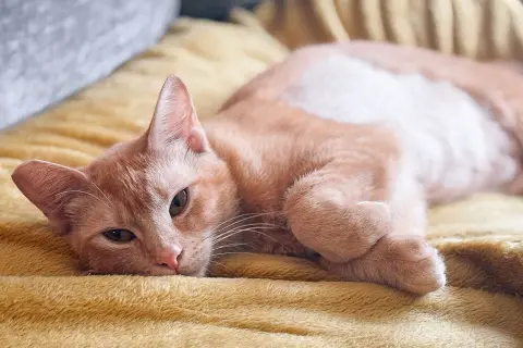 Mandolin thumbnail 2