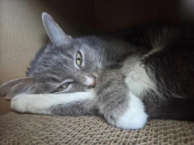 Thunder Cat - Photo 1