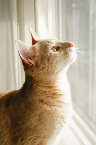 Butternut thumbnail 3