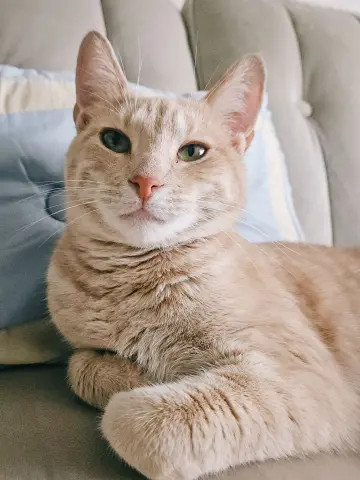 Butternut thumbnail 5