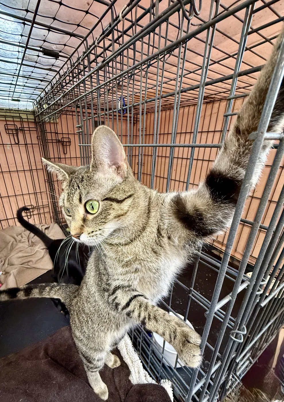 Tinkerbell - Photo 1