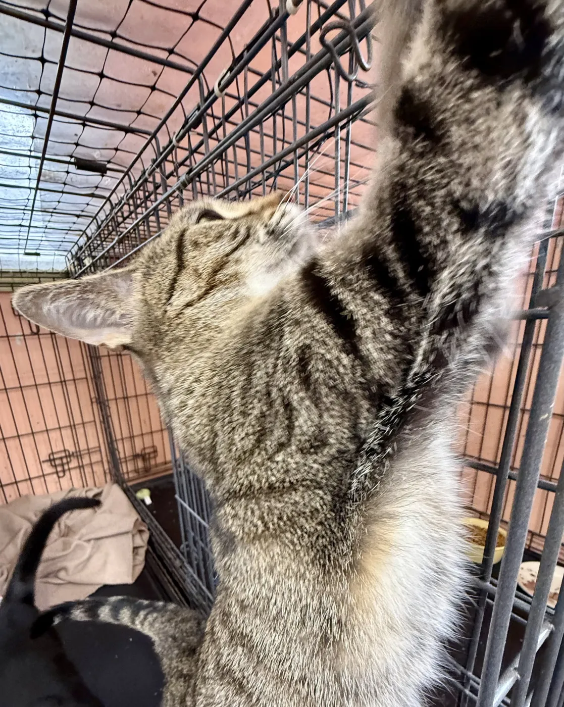 Tinkerbell - Photo 2