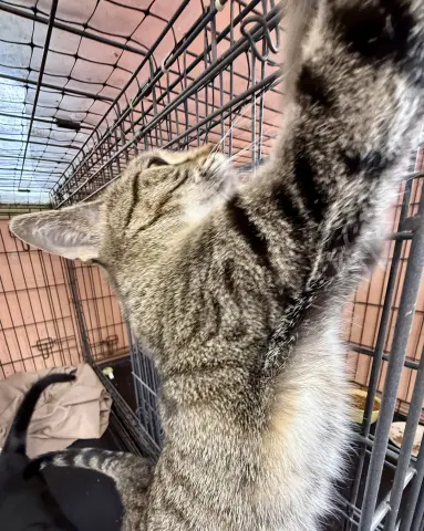 Tinkerbell thumbnail 2