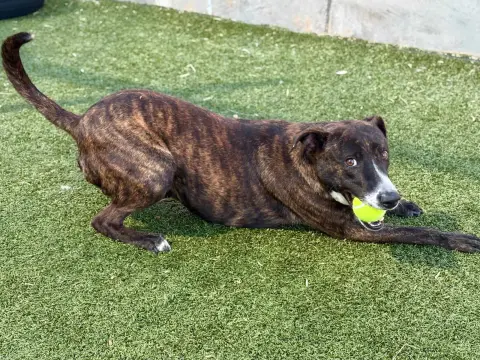 Tiramisu thumbnail 2