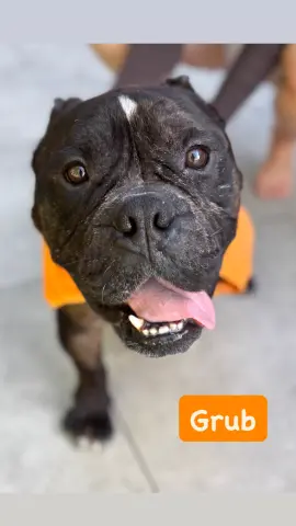 Grub