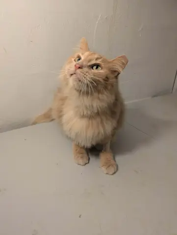 Cinnamon Toast Crunch