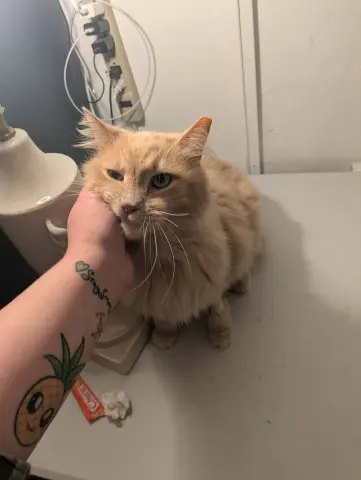 Cinnamon Toast Crunch thumbnail 2