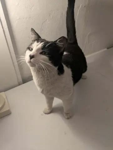 Titanium thumbnail 2