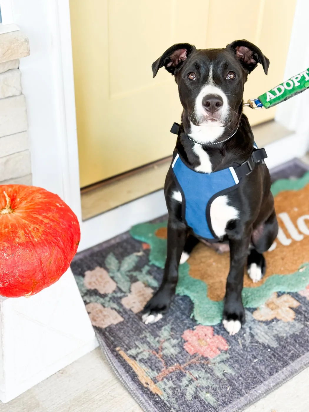 Ghirardelli - Photo 1