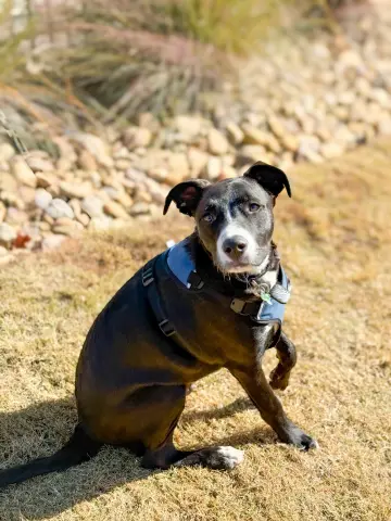 Ghirardelli thumbnail 4