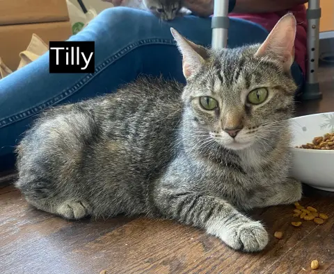 Tilly thumbnail 4